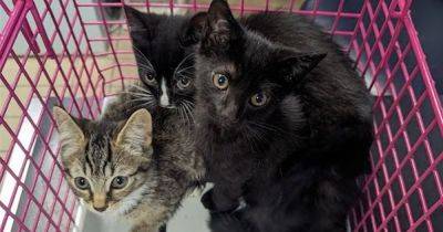 'Frightened' and 'unwanted' kittens dumped in woods as RSPCA issues alert